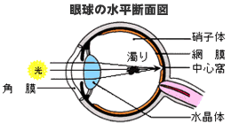眼球